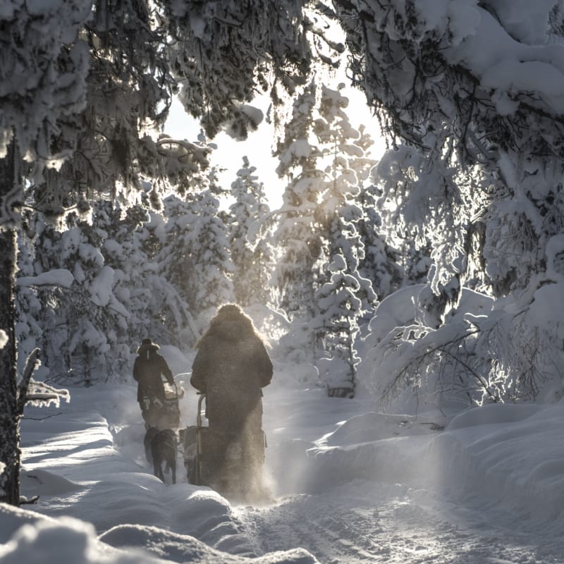 Fjellbord Arctic Lodge Dog Sled 