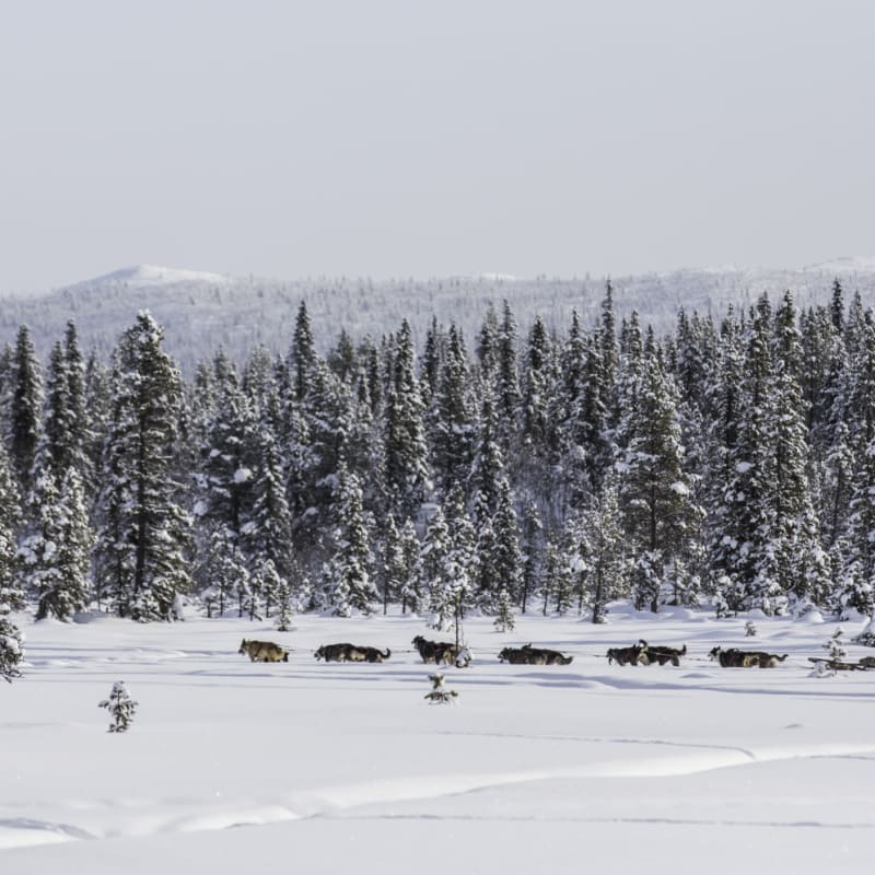 Fjellbord Arctic Lodge Dog Sledding 