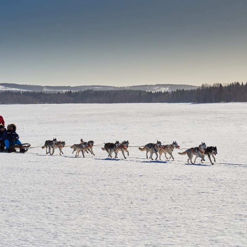 Husky sledding - Sörbyn Lodge