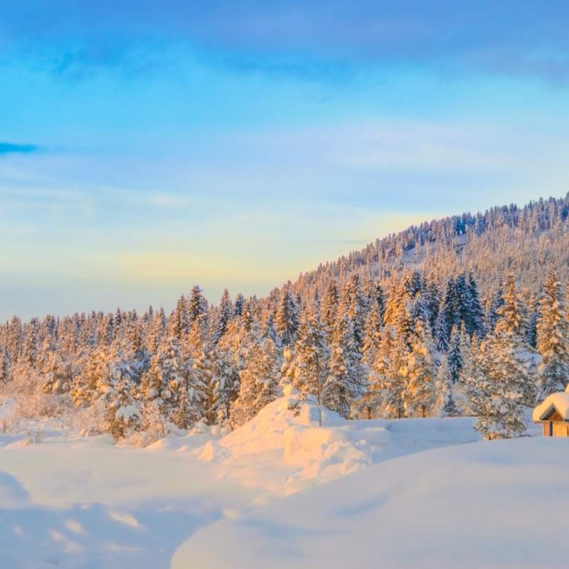 Lappish forest