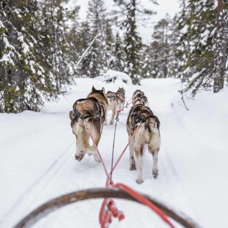 Husky sledding 