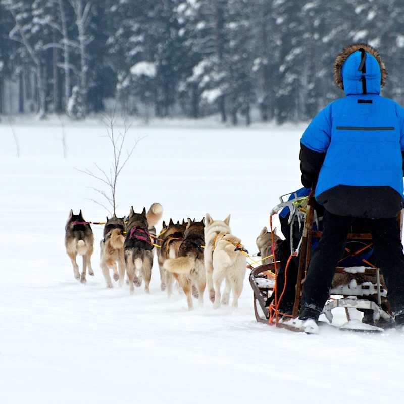 Dog sledding Arctic Retreat 