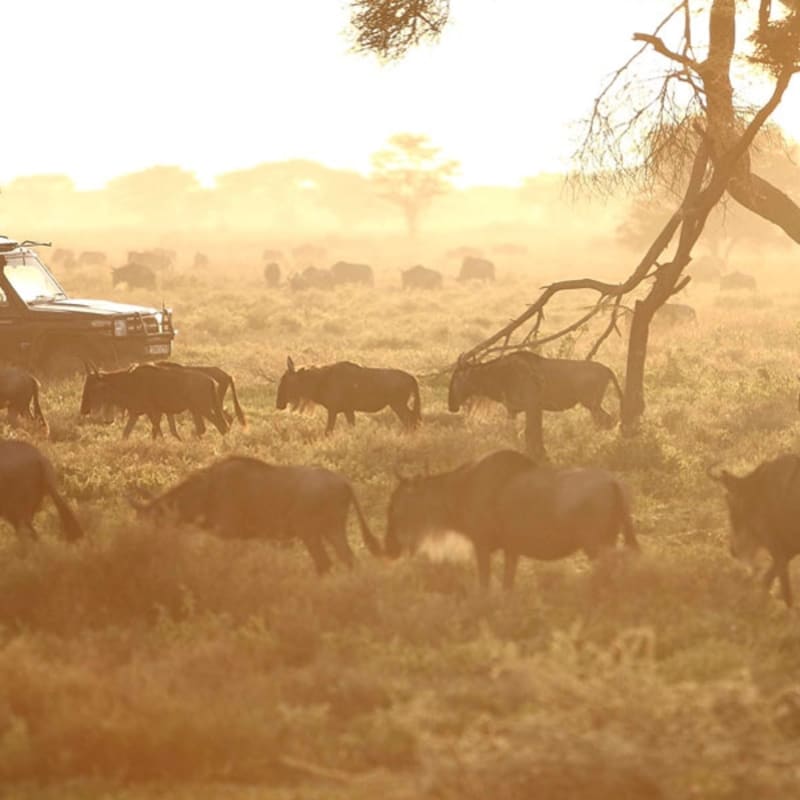 Game drive - Serengeti Under Canvas