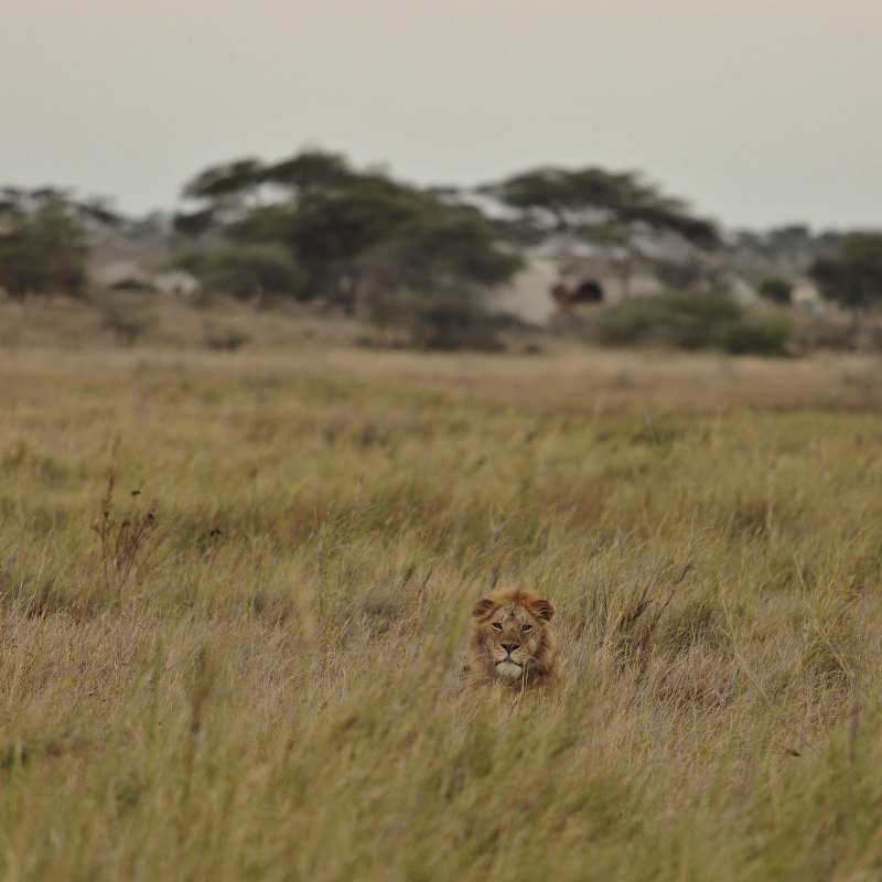 Namiri Plains Camp- 14