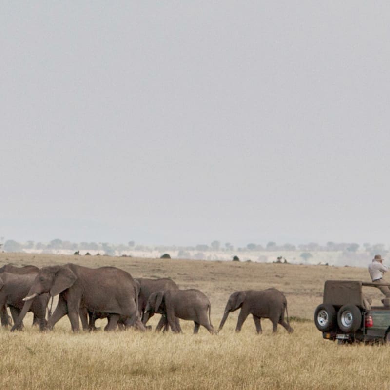Game drive - Serian's Serengeti North Camp