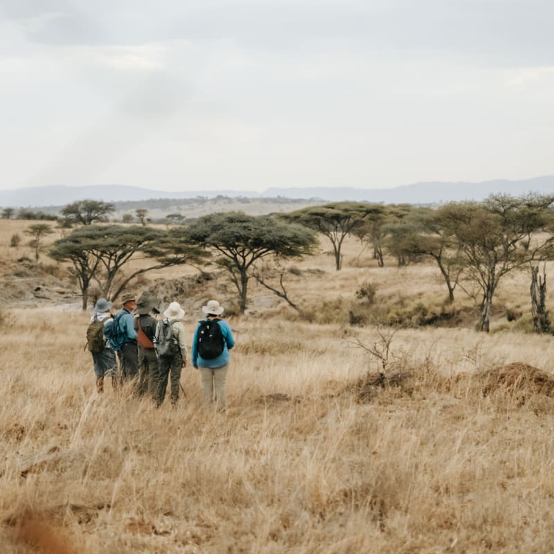 Wayo Walking 