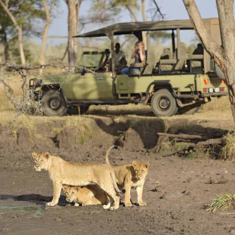Ubuntu lions on safari 