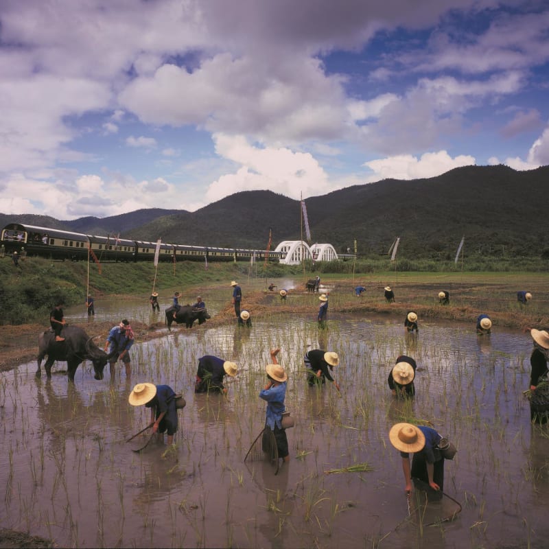 Farming views - Eastern & Oriental Express