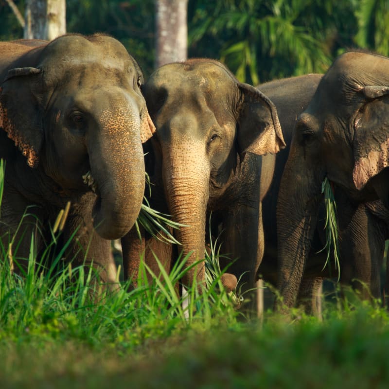 Elephants  