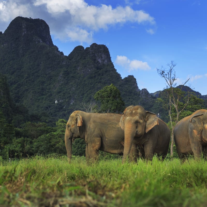 Elephants  