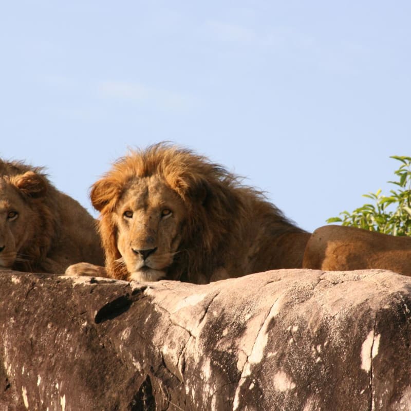 Lion at Apoka - Apoka Lodge