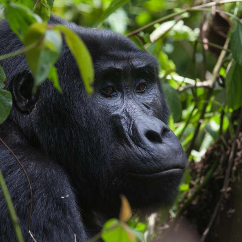 Clouds Mountain Gorilla Lodge- 3