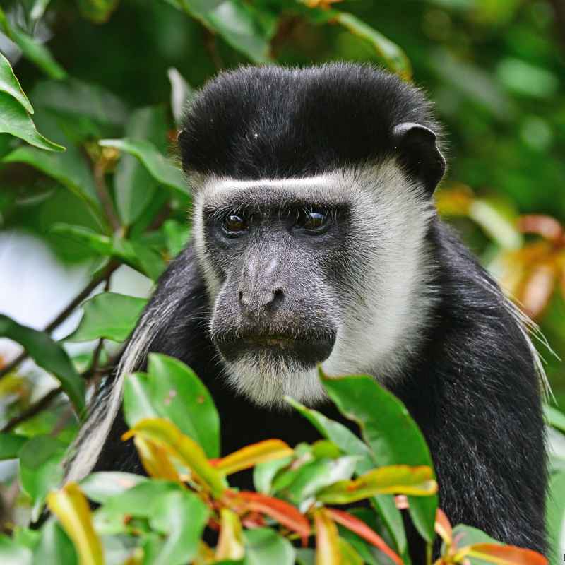 Kyaninga Lodge- 6