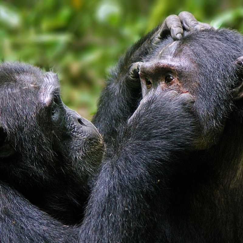 Grooming chimpanzee  - The Wonders of Western Uganda