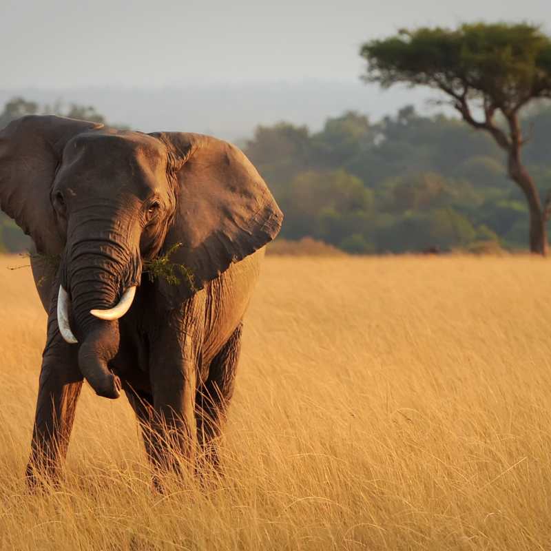 Elephant in the Mara - 