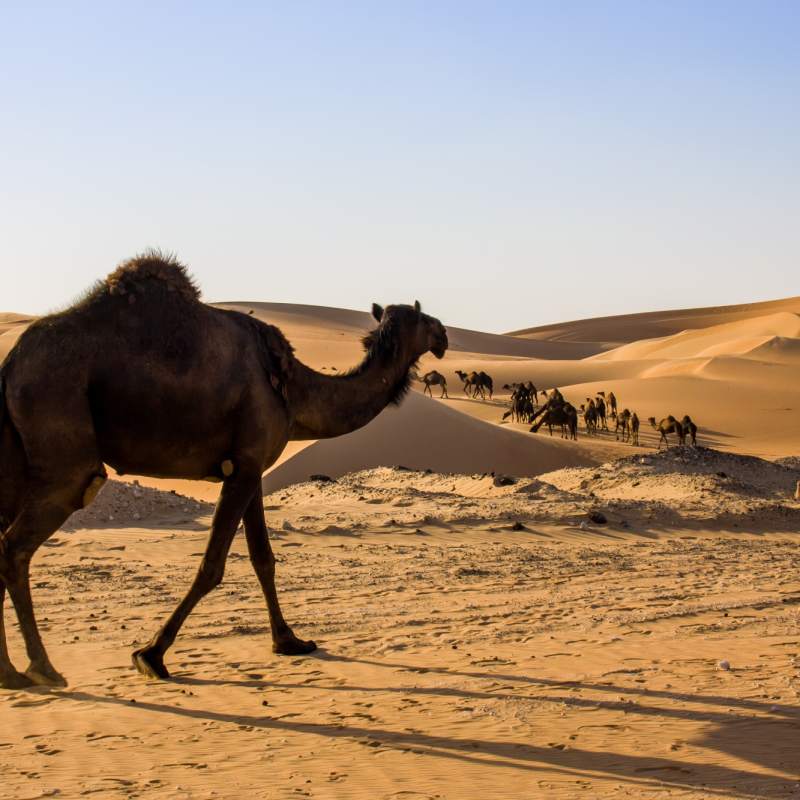 Dubai desert