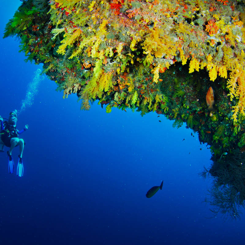 Diving - Golden Wall House Reef 