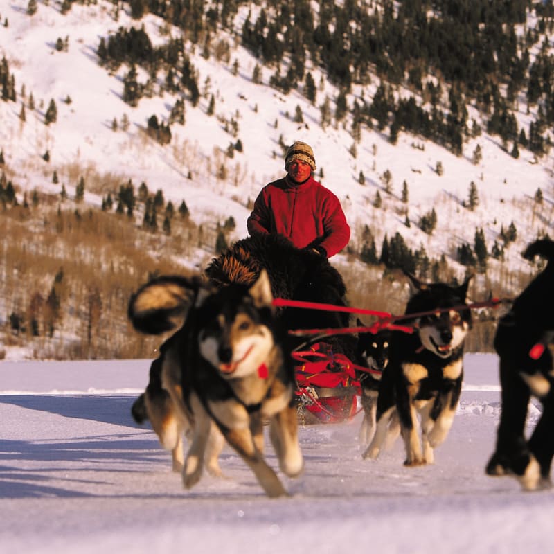 Four Seasons Jackson Hole - dog sledding