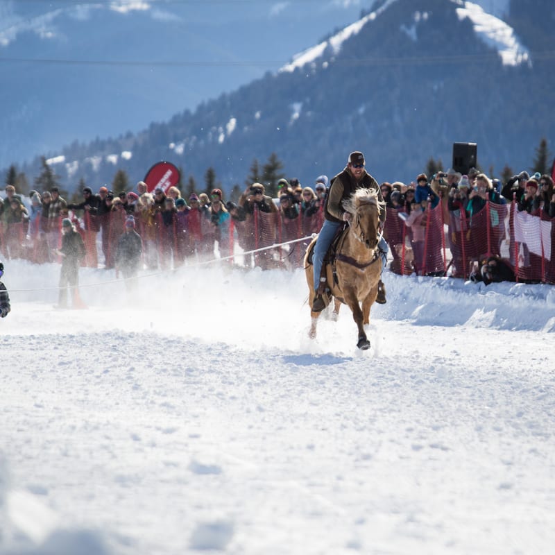 Skijoring - Jackson Hole