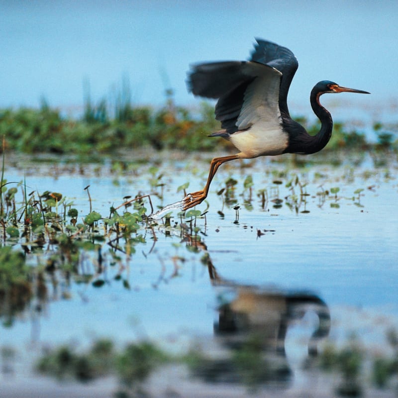 Flying Heron - Kiawah Island Golf Resort 
