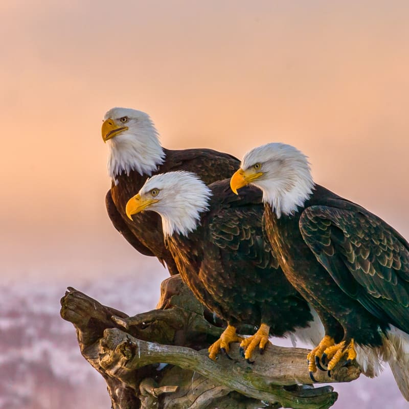 Bald Eagles in Redoubt Bay - Redoubt Bay Lodge
