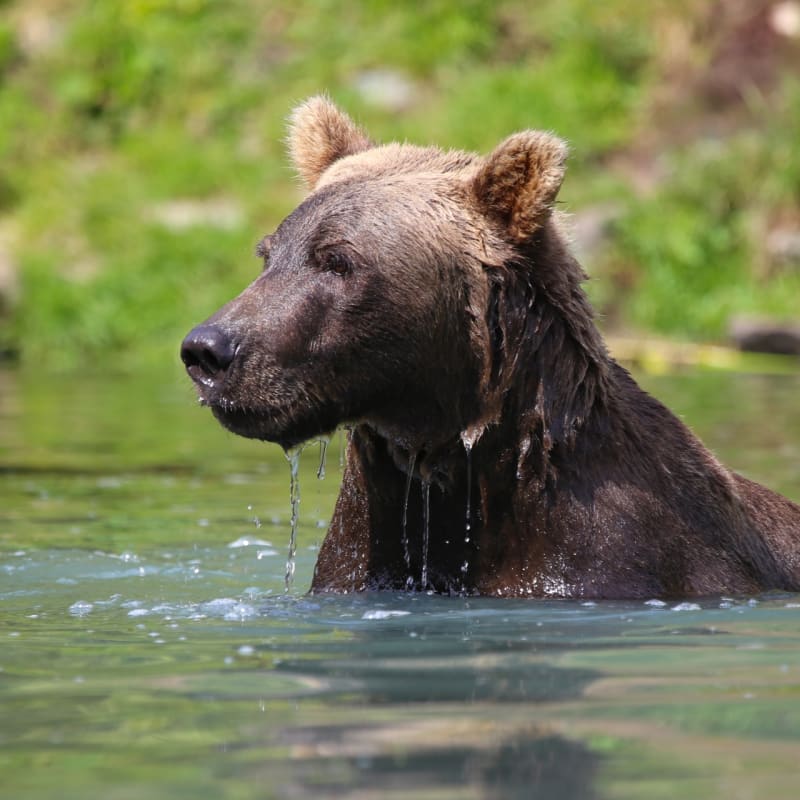 Bear viewing - Redoubt Bay Lodge