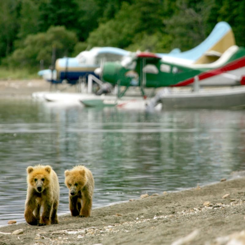 Stillpoint Lodge cubs and planes 