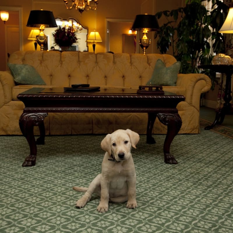 Pet Friendly - The Hermitage Hotel 