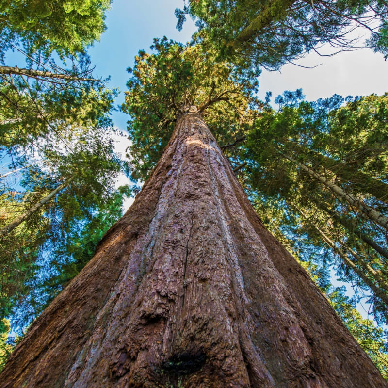 Redwood trees - The Redwoods in Yosemite 