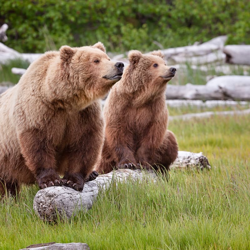 Bear viewing - Tutka Bay Lodge