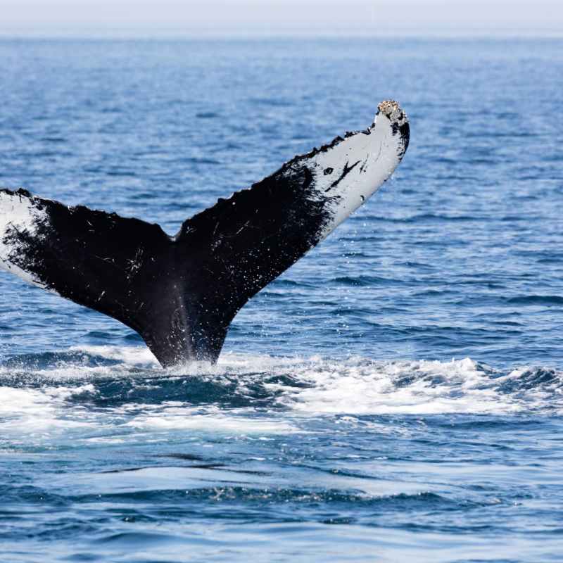 Whale Watching - Wequasset Resort and Golf Club