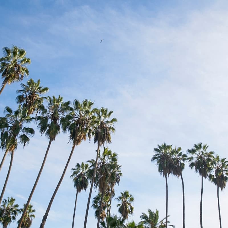 Palm Trees  
