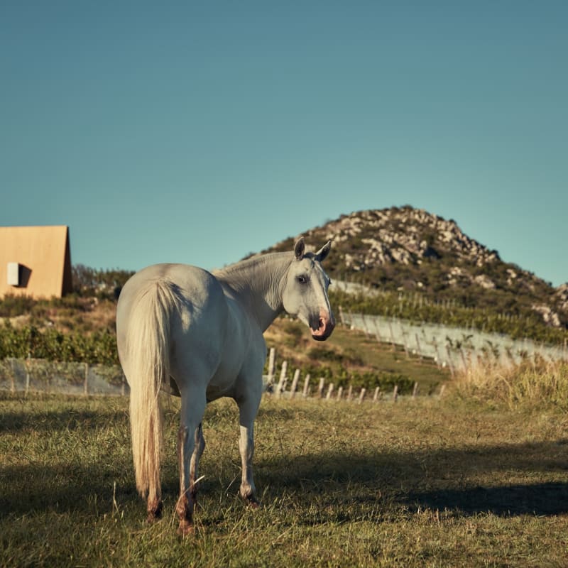 Horse - Sacromonte 