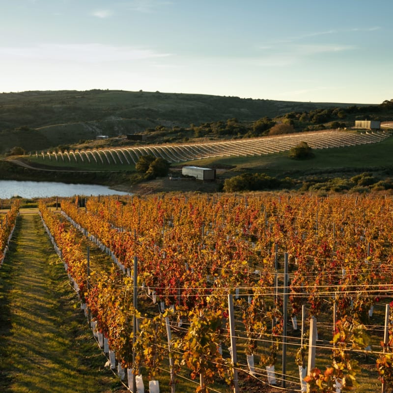 Vineyard in the Autumn - Sacromonte 