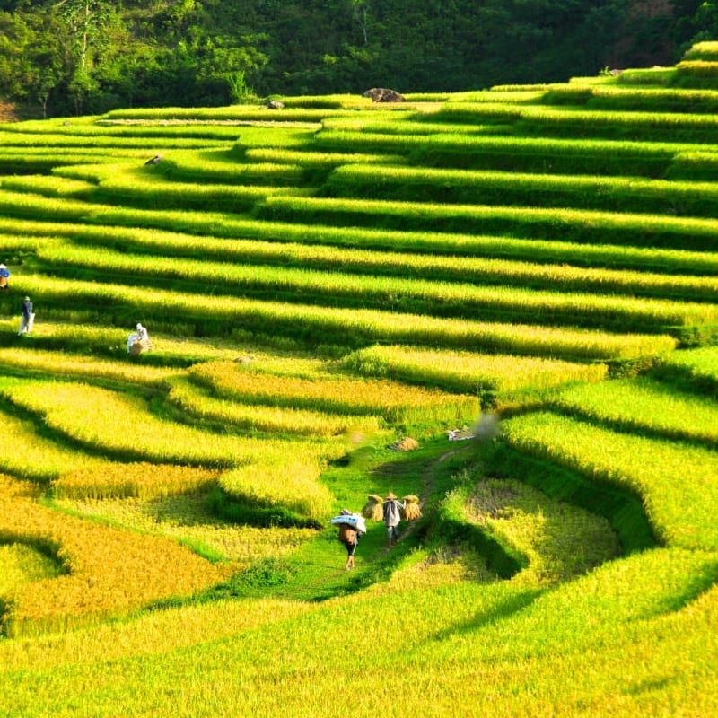 Rice terraces of Pu Luong