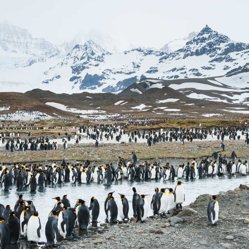 Penguins at South Georgia 