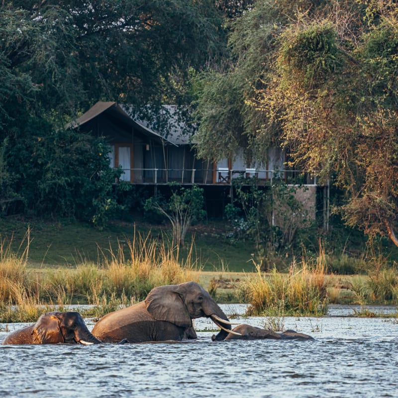 Elephants in front of tent 