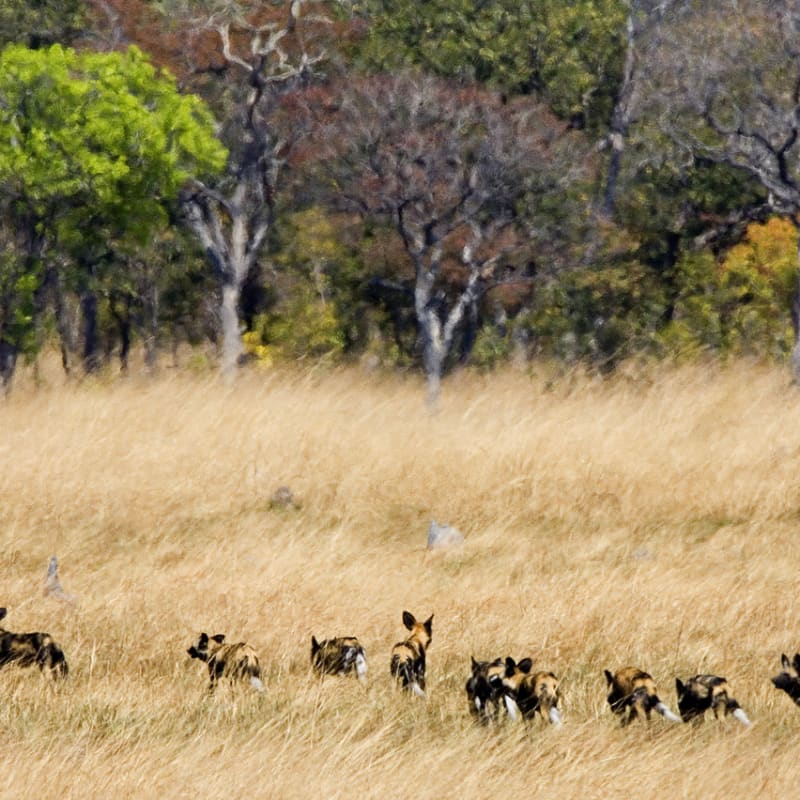 Family of Wild Dog - Busanga Bush Camp