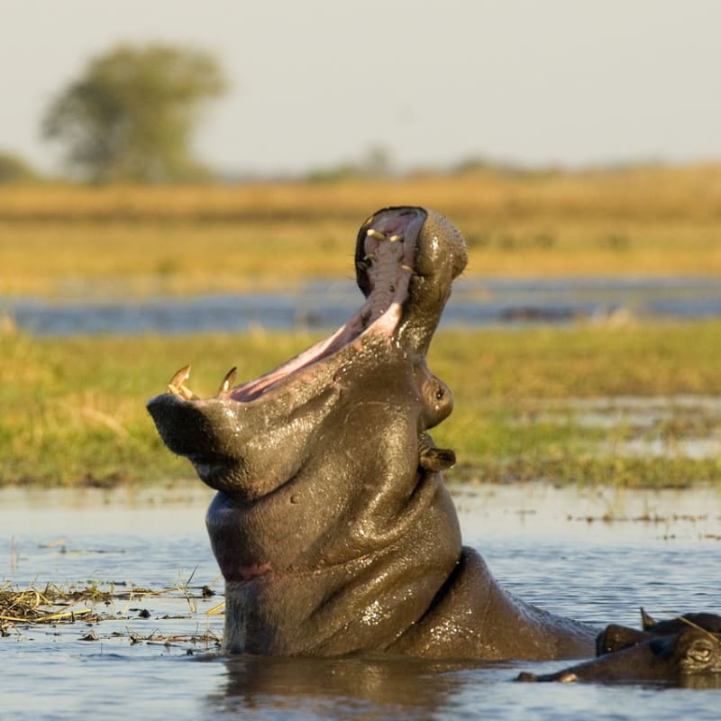Hippo - Busanga Bush Camp