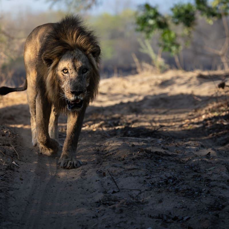 Male Lion 