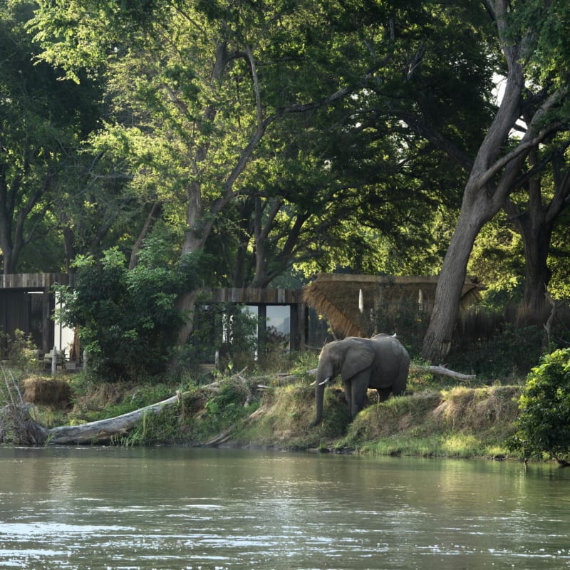 Elephant 