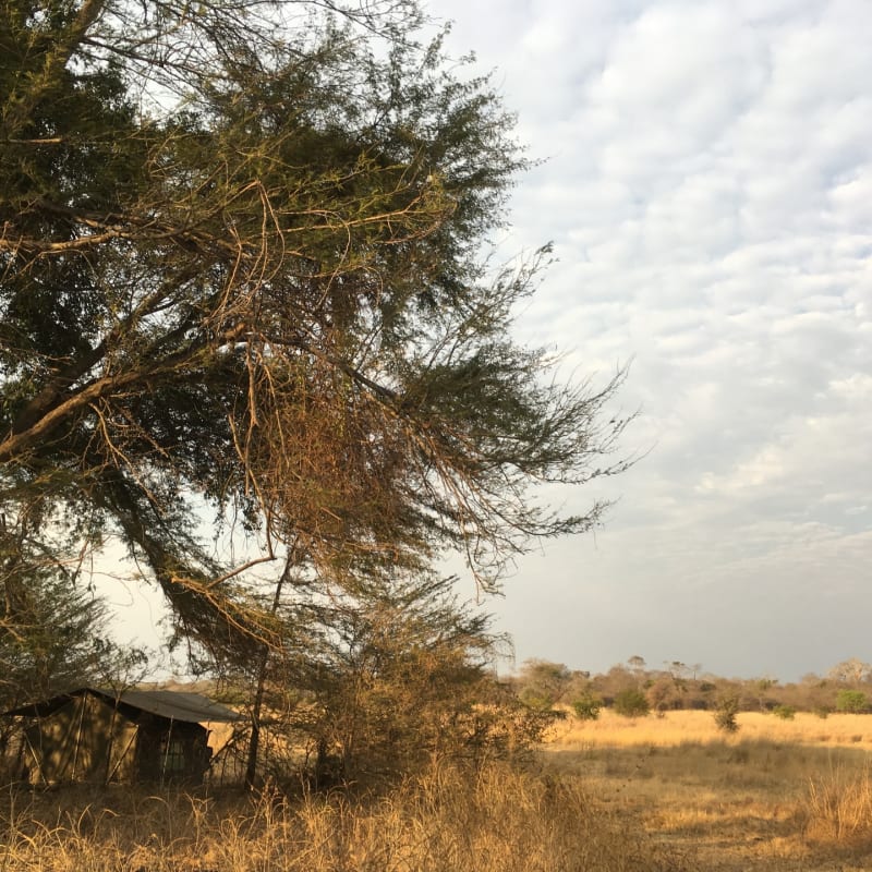 Camouflaged camp - Ntemwa Busanga Camp