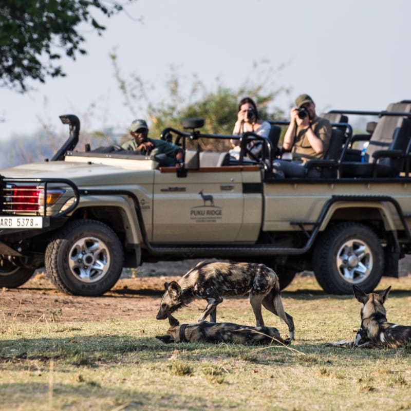 Wild dog on game drive 