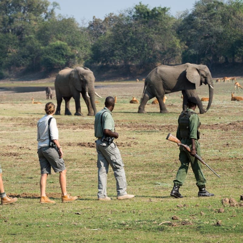 Walking Safari - Robin Pope Luangwa Bush Camping