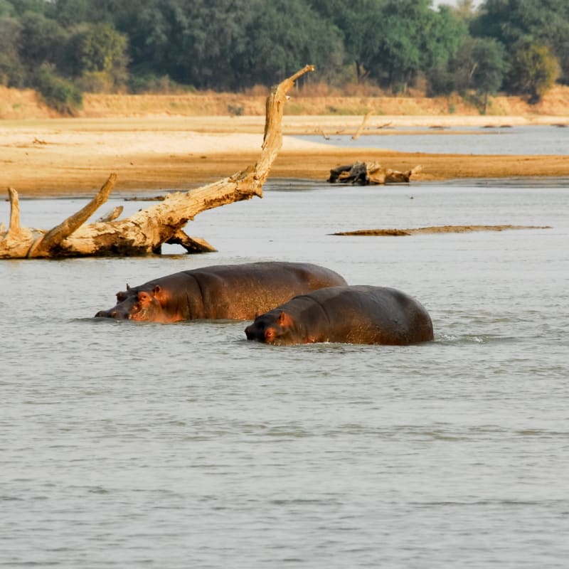 Hippos in the Luangwa River 