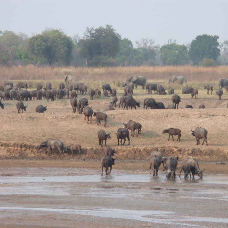 Buffalo 