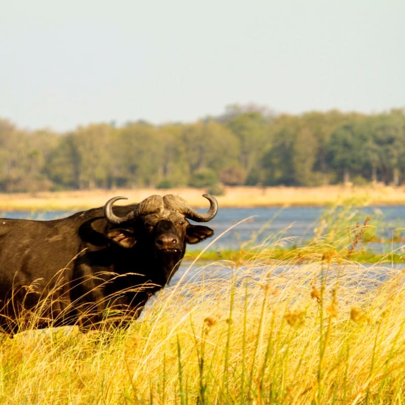 Buffalo - 
