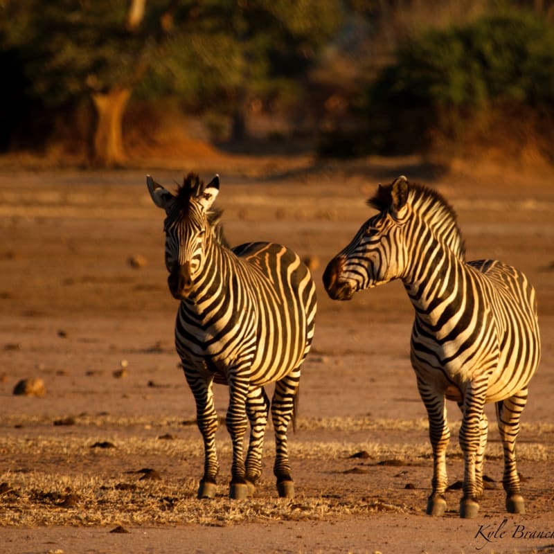 Zebra - 