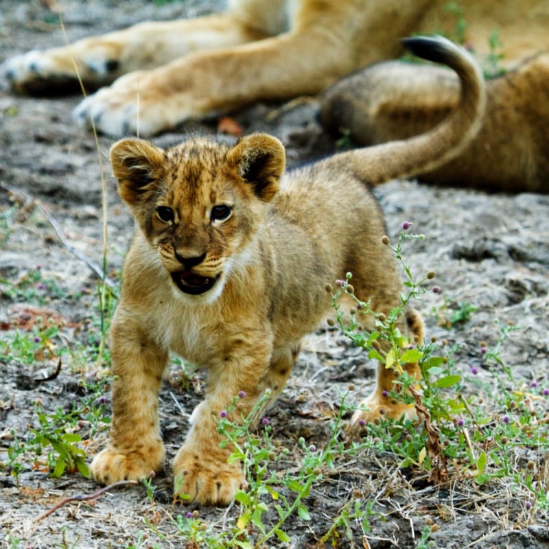 Lion cub - 
