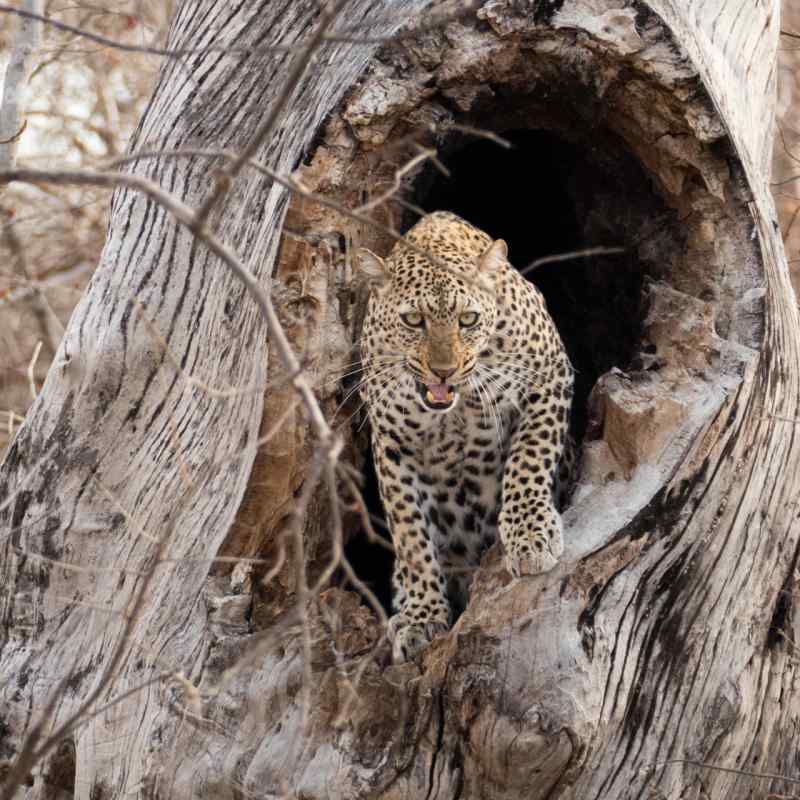 Leopard sighting in the South Luangwa 